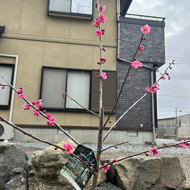 koha_hahahaさんの実例写真