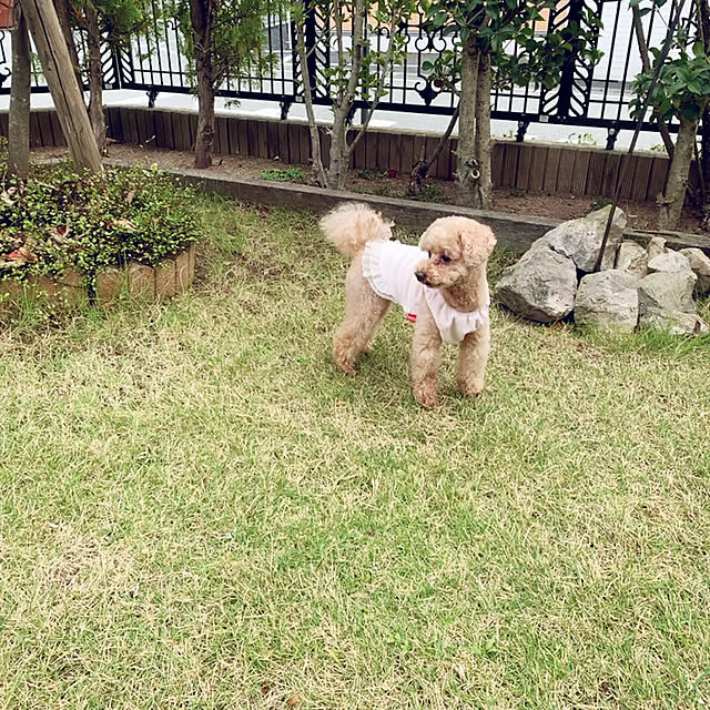 Momoさんの部屋