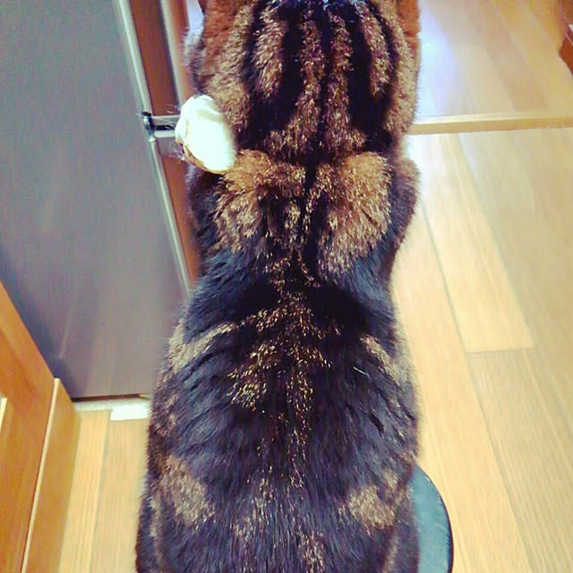 yokochanさんの実例写真
