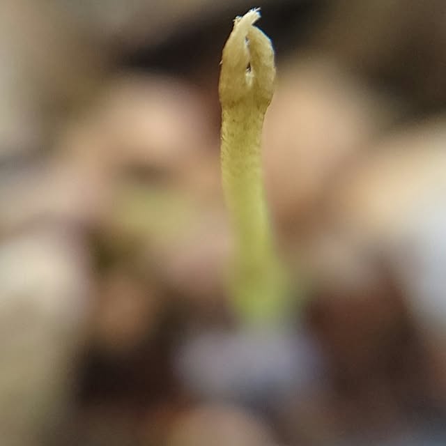 kotorinさんの実例写真