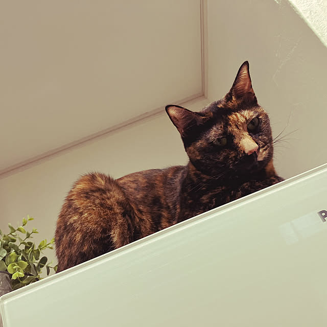 wahahaさんの実例写真