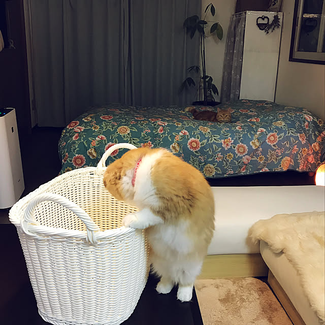 m.kantoh18_mikkoさんの実例写真
