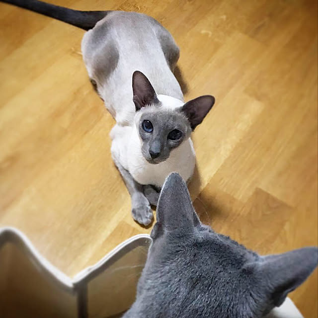 mujinekoさんの実例写真