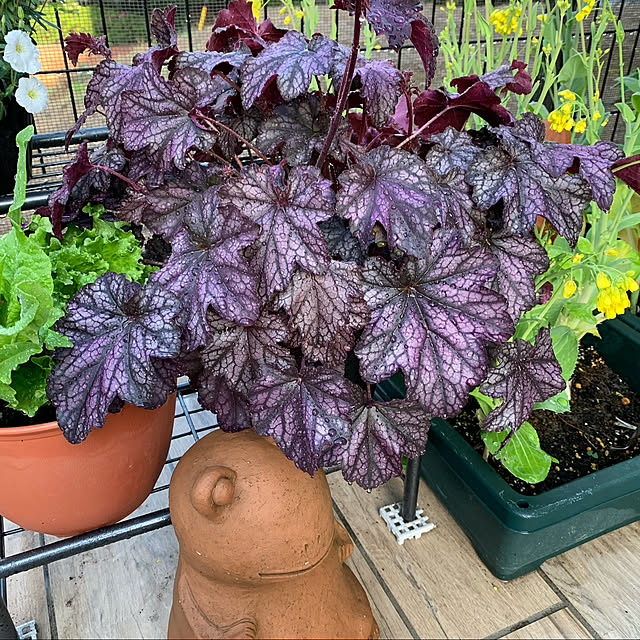 romiromiさんの実例写真