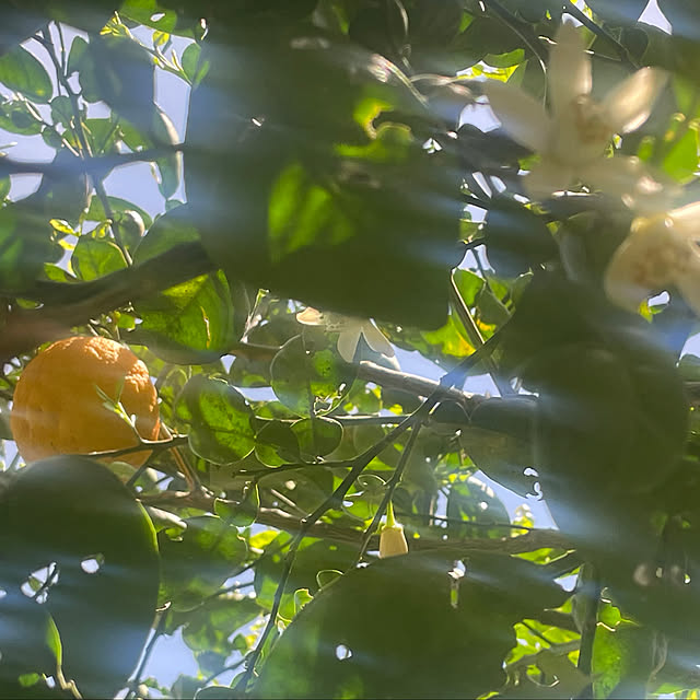 noinoi99さんの実例写真