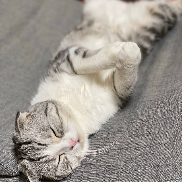 hirokorinさんの実例写真