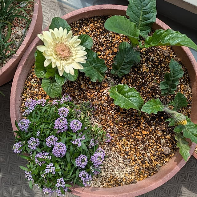 mi-saさんの部屋