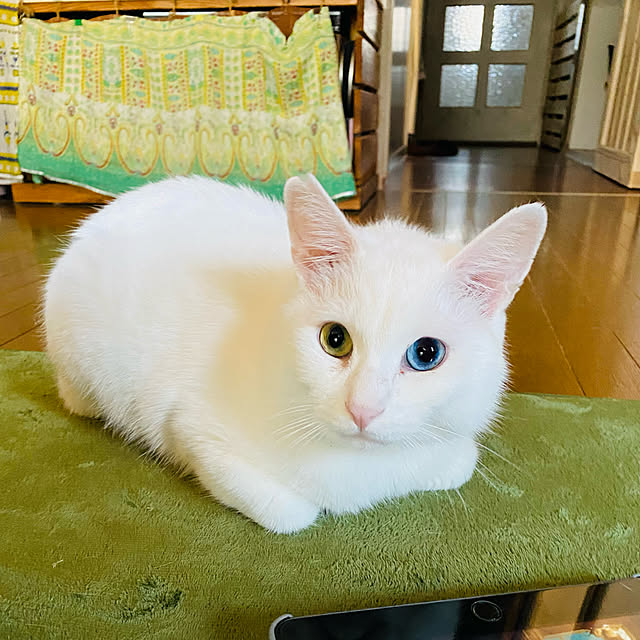 SHIHOさんの実例写真