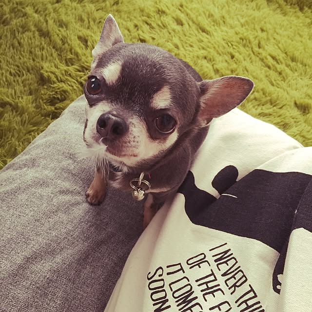 kauringoさんの実例写真