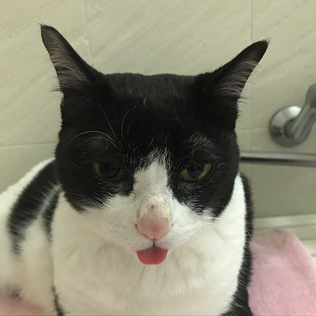 バス/トイレ/ねこ❤️/ネコのいる日常/ねこと暮らす/ネコ...などのインテリア実例 - 2018-11-03 22:31:39