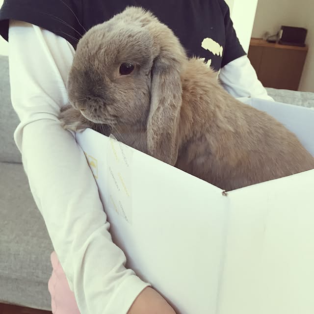 sayapiさんの実例写真