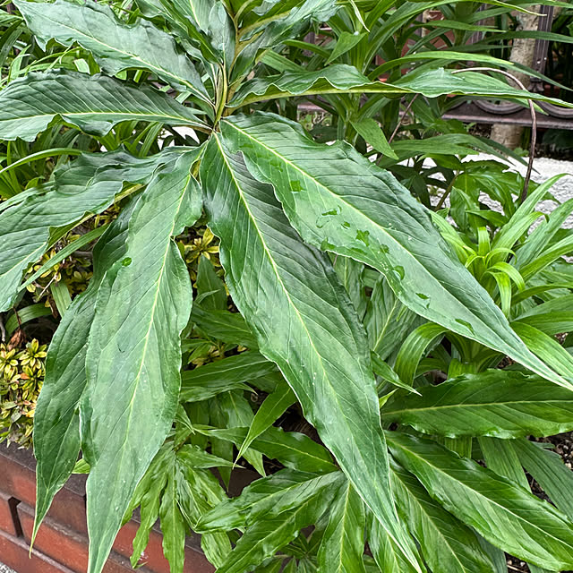 mamizaさんの部屋