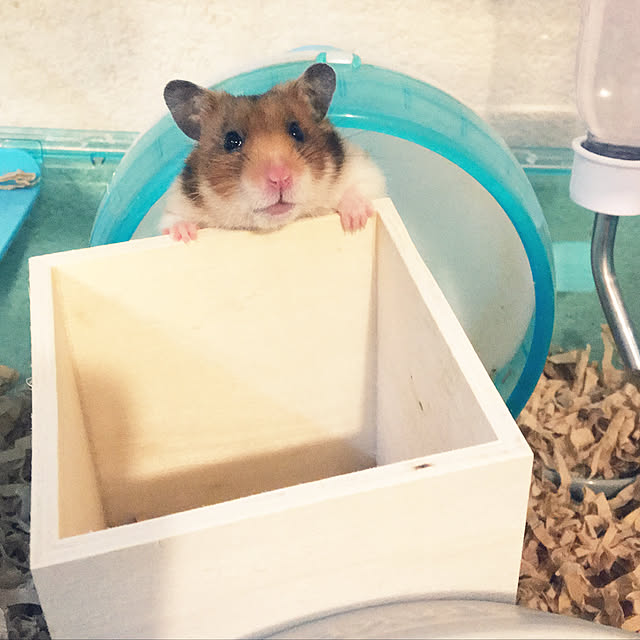 ohanaさんの実例写真