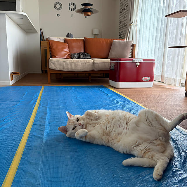 hiyupan88さんの実例写真