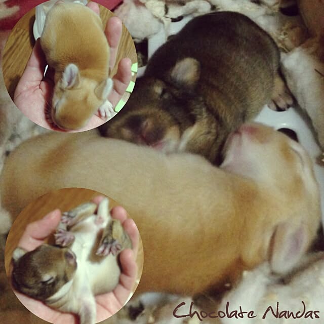 ChocolateNandasさんの実例写真