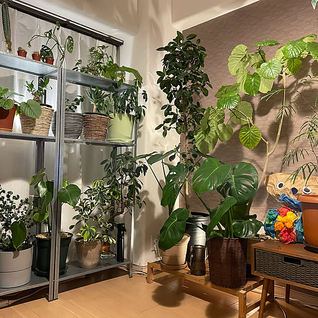 plants.fjkさんの実例写真