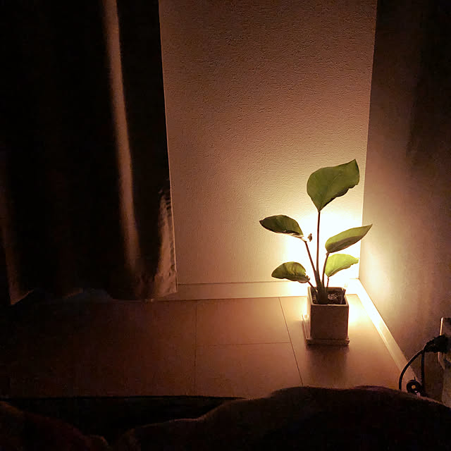 リビング/六畳/六畳の部屋/照明/観葉植物のインテリア実例 - 2019-02-22 01:16:06