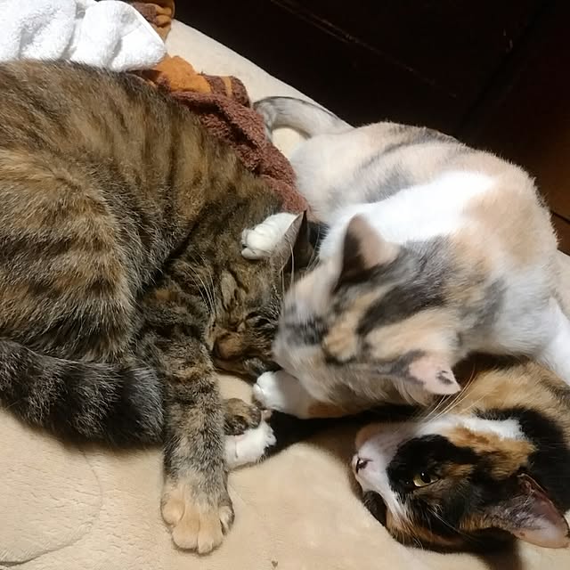 catLoverさんの実例写真