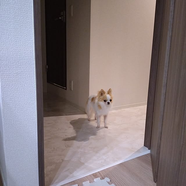 toratanさんの実例写真