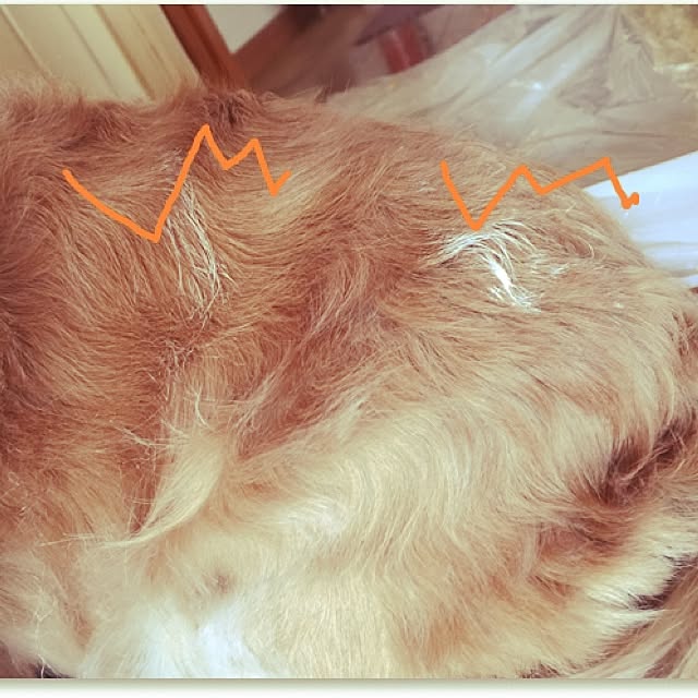 rashさんの実例写真