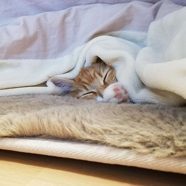 pinokoさんの実例写真