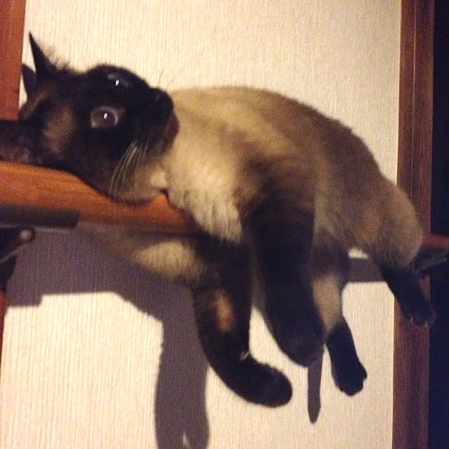 salyuさんの実例写真