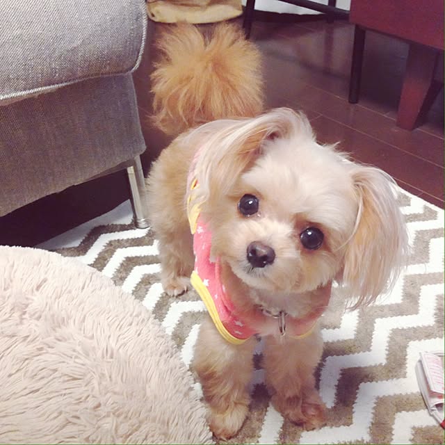 risaさんの実例写真