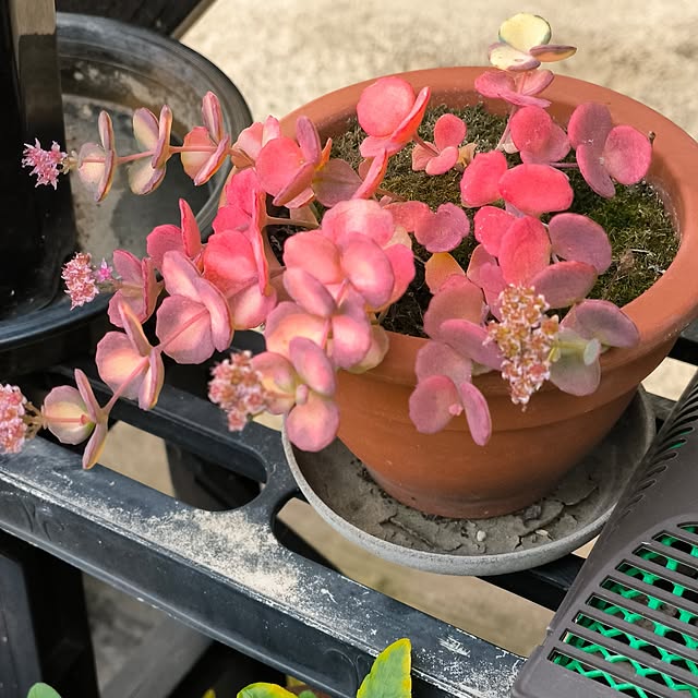 koyutan-mjmさんの実例写真