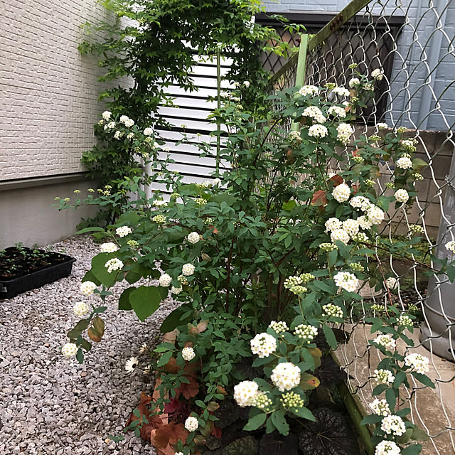 yuyuさんの実例写真
