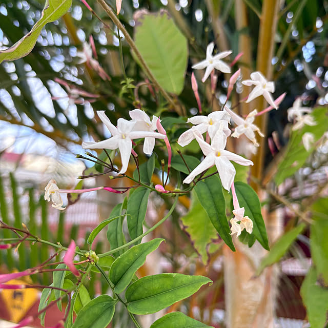 bu-bu-chanさんの実例写真