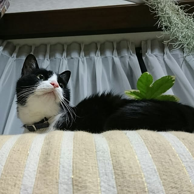 runaさんの実例写真