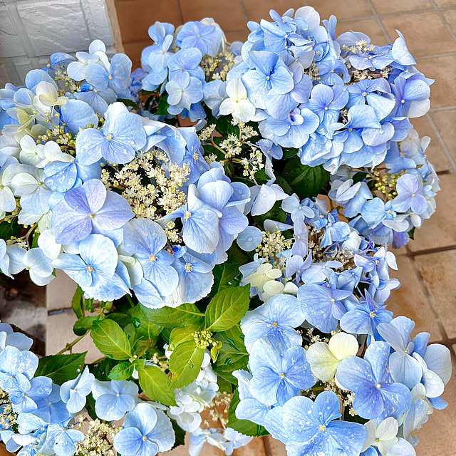 serotiさんの部屋