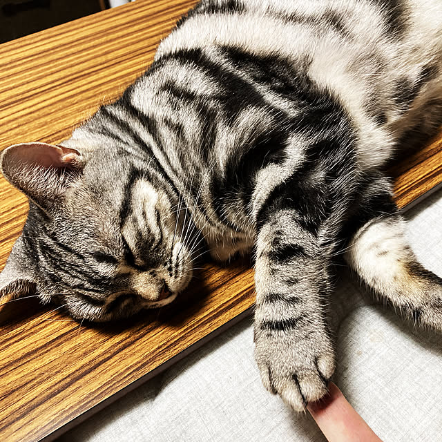 実例写真