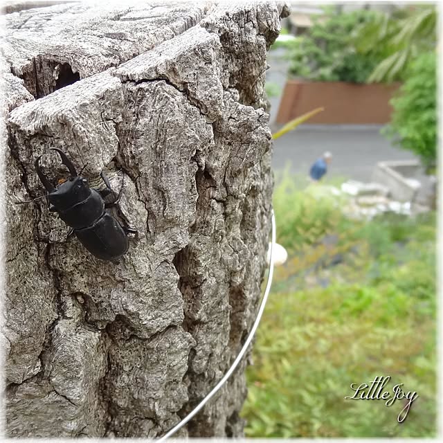 littlejoyさんの実例写真