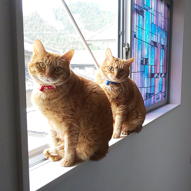 37さんの実例写真