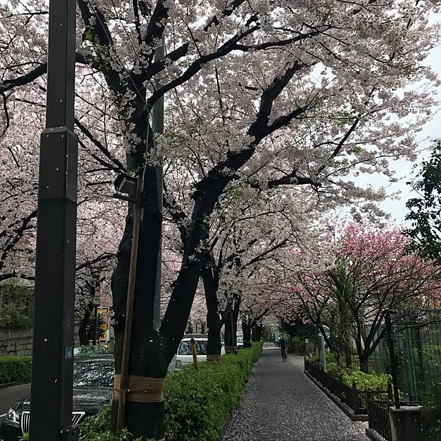 玄関/入り口のインテリア実例 - 2017-04-09 16:56:06