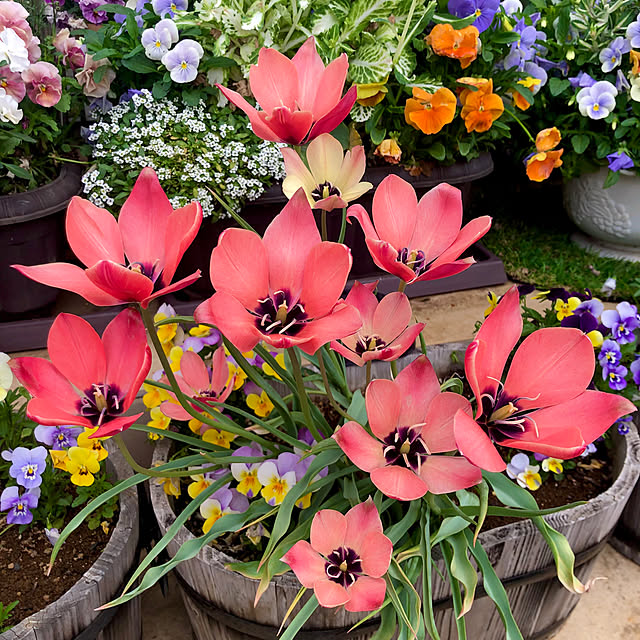 tomoさんの実例写真