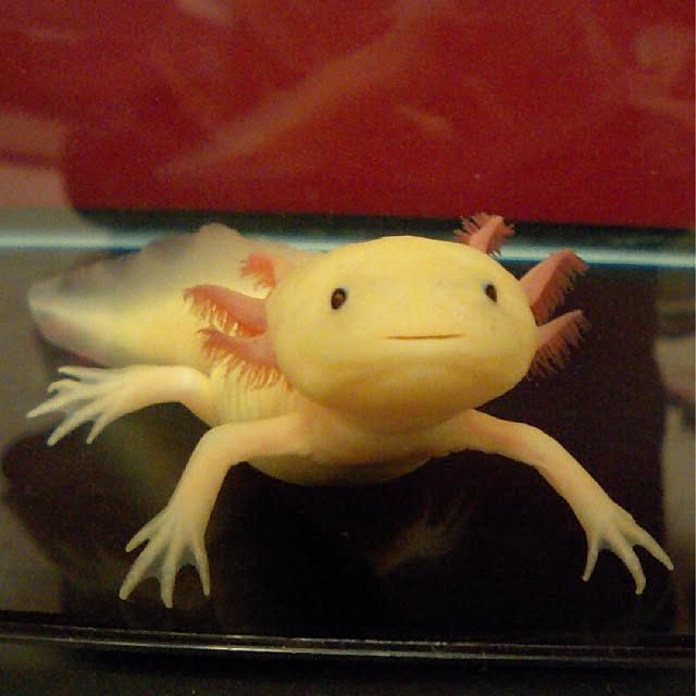 mameakeさんの実例写真