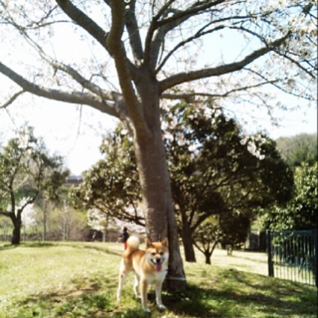 kotaさんの実例写真