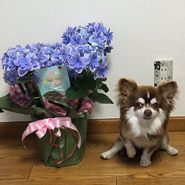 chIoeさんの部屋