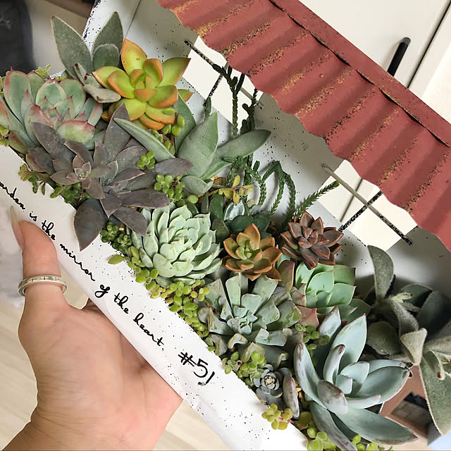 多肉植物寄せ植え/多肉植物/多肉/インテリア/インテリアグリーン...などのインテリア実例 - 2020-09-19 12:20:49