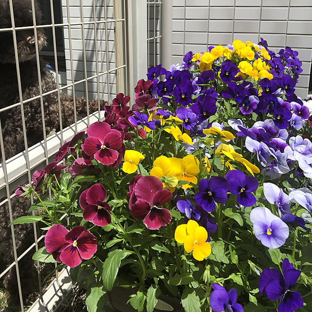 tonoさんの実例写真