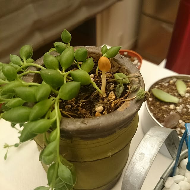 hagesanさんの実例写真