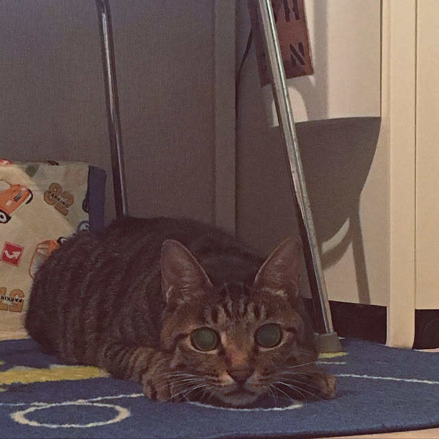 shigimiさんの実例写真