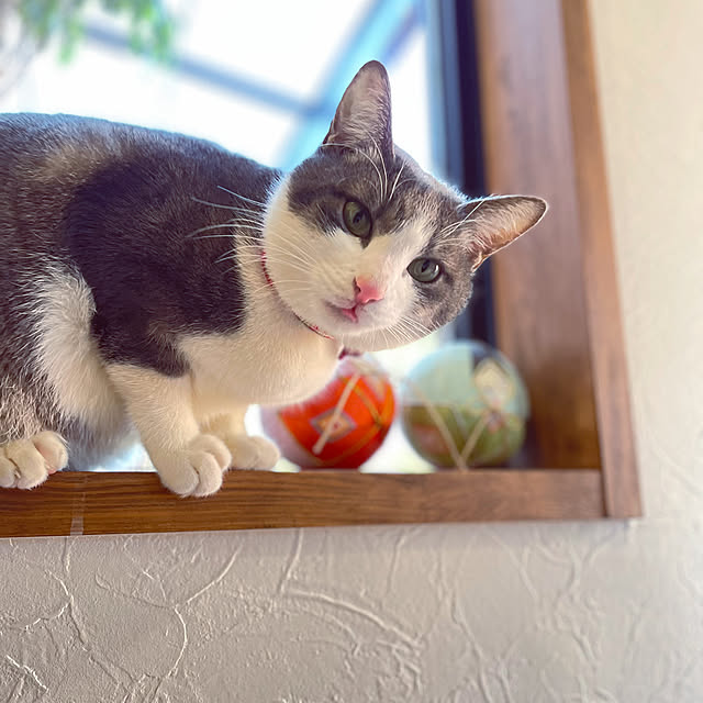 nekosamaさんの部屋