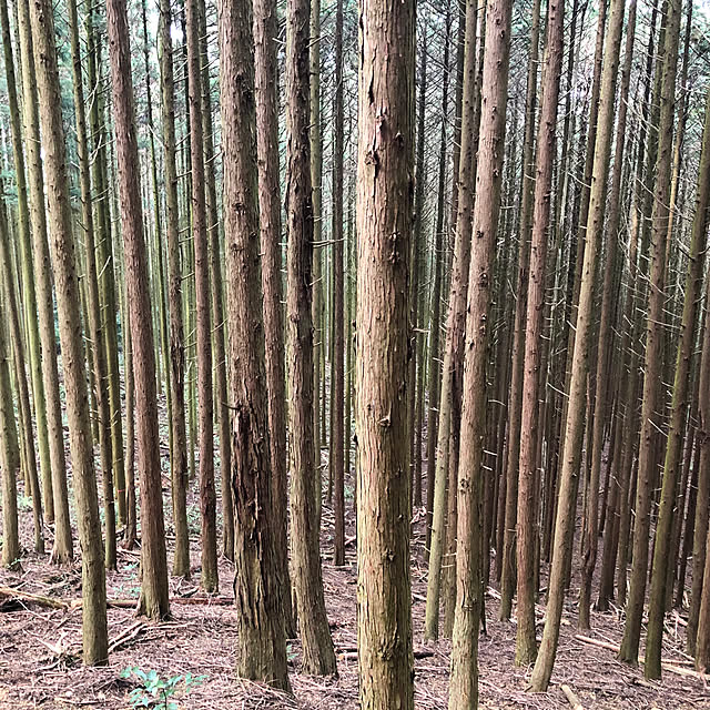 実例写真
