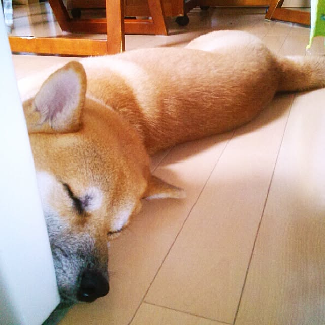 kotaさんの実例写真