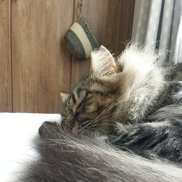 sachiblancさんの実例写真