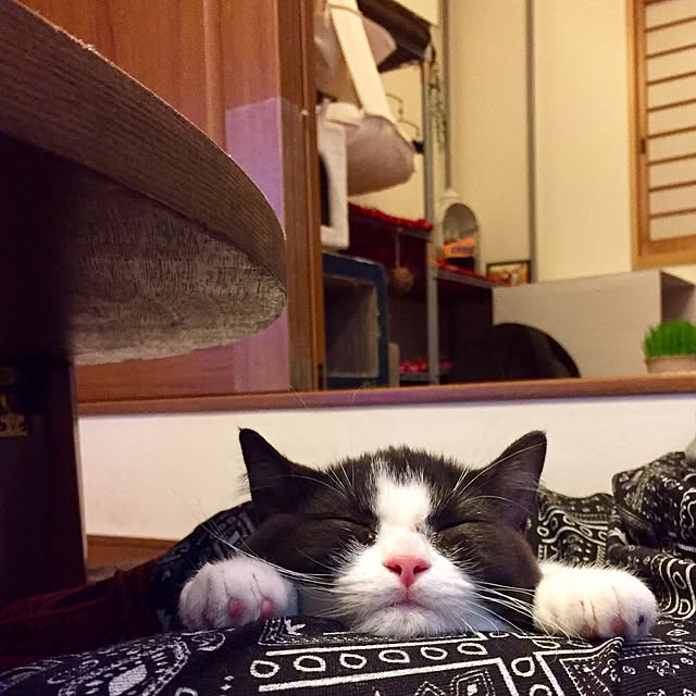 butachanさんの実例写真