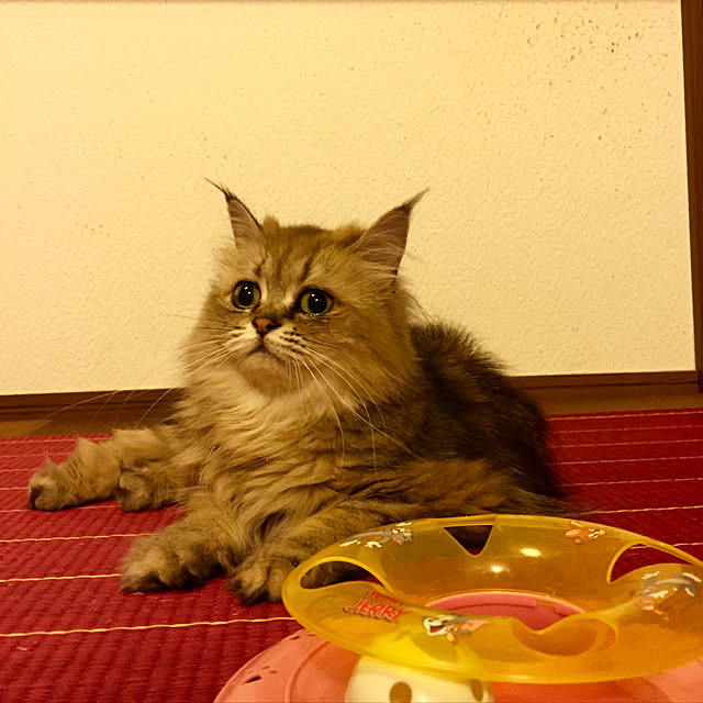 butachanさんの実例写真